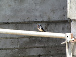 SX06902 Swallow on farm gate (Hirundo rustica).jpg